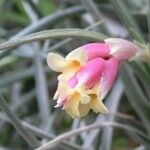 Tillandsia jucunda Λουλούδι