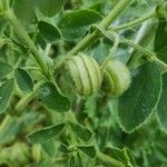 Medicago scutellata Fruto