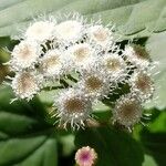 Ageratina adenophora Кветка