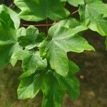 Acer leucoderme Листок