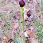Ophrys passionis Flower