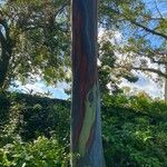 Eucalyptus deglupta Bark