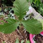 Quercus michauxii Leaf