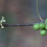 Pleiocarpa pycnantha Fruit