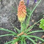 Kniphofia uvariaFloare