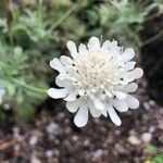 Scabiosa colchica Flor