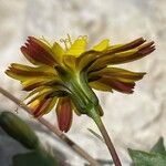 Hypochaeris robertia Flor