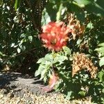 Hibiscus schizopetalus Cvet