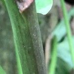 Arum italicum Casca