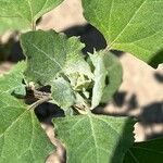 Chenopodium berlandieri Foglia