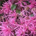 Loropetalum chinense Hostoa