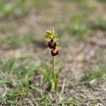 Ophrys arachnitiformis Çiçek