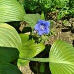Phacelia campanularia Flor