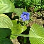 Phacelia campanularia Λουλούδι