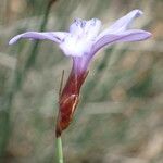 Aphyllanthes monspeliensis Flower