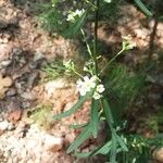 Euphorbia corollata Flower