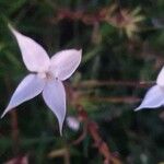 Conostomium quadrangulare Blomma