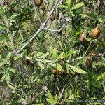 Keckiella antirrhinoides 整株植物