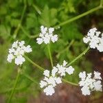 Torilis arvensis Flower