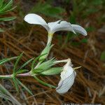 Leptosiphon floribundus