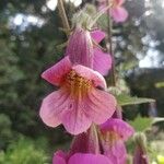 Rehmannia piasezkii Квітка
