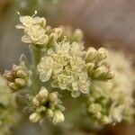 Eriogonum robustum ফুল