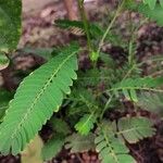 Phyllanthus niruri 葉