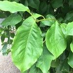 Combretum kraussii Leaf