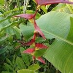 Heliconia collinsiana Blomma