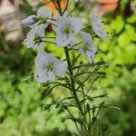 Veronica gentianoides Flower