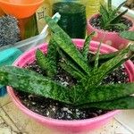 Gasteria excelsa Hostoa