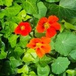 Tropaeolum minus Flower