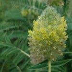 Astragalus alopecurus Цветок