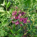 Kalmia angustifolia 花