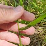 Urochloa eminii 葉