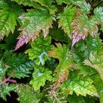 Astilbe simplicifolia Blad