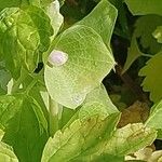 Moluccella laevis Квітка