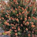 Erica multiflora Цвят