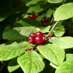 Lonicera xylosteum Fruit