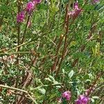 Indigofera heterantha Habit