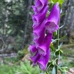 Digitalis purpureaKvět