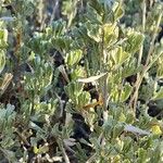 Artemisia nova Листок