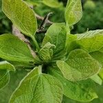 Catalpa speciosa Φύλλο