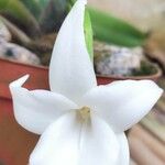 Angraecum magdalenae Çiçek