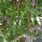 Buddleja alternifolia Folha