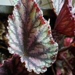 Begonia rex Leaf