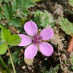 Erodium cicutariumFlower