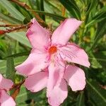 Nerium oleander പുഷ്പം