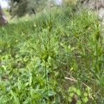 Aegilops neglecta Flower