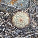 Mammillaria grahamii 葉